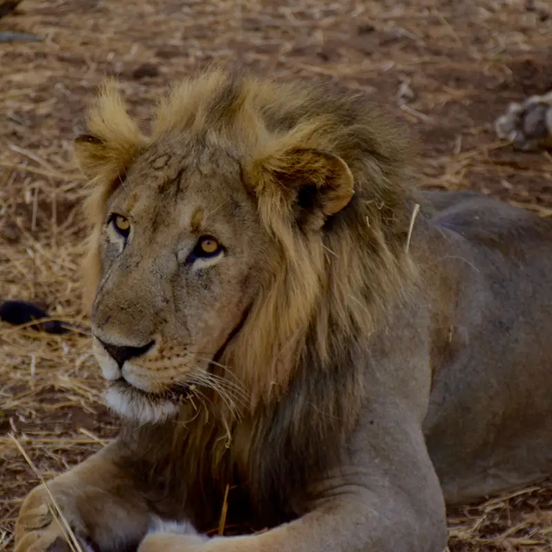 zebre-tanzanie-safari-savane-animaux-sauvages-deco