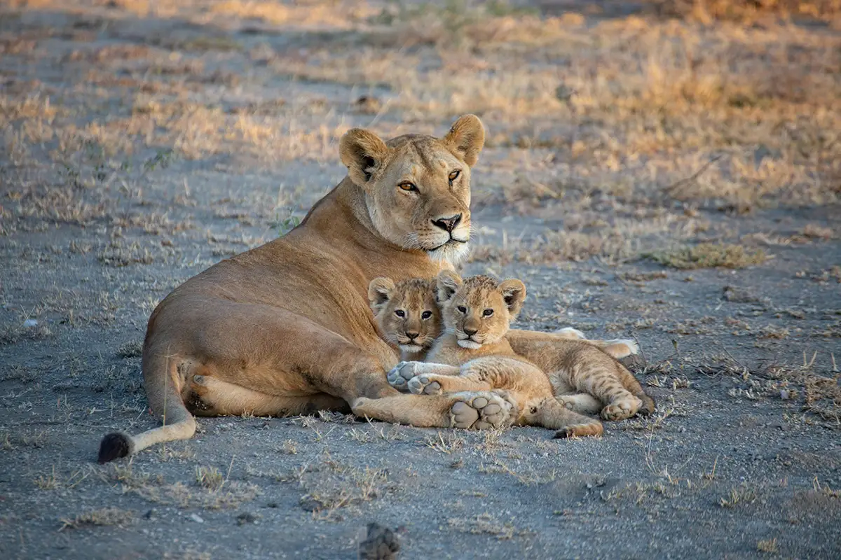 lionne avec ses deux petits lionceau au milieu de la savane tanzanienne