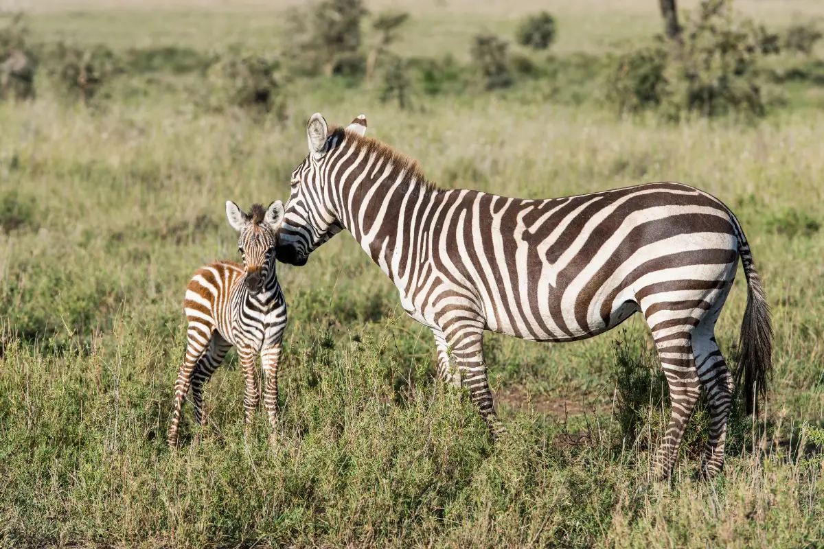 la maman zèbre et son bebe en train de se faire un câlin