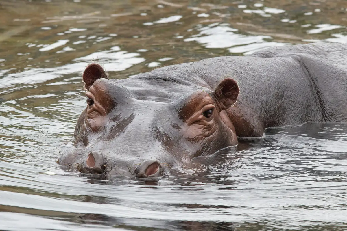 hippopotame dans l'eau