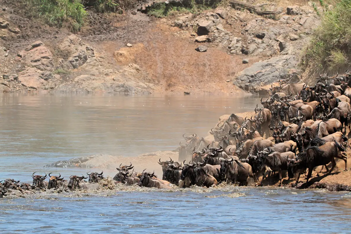 migration des gnous au bord de la rivière Mara