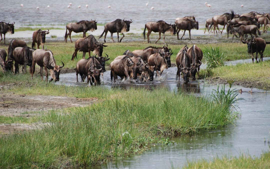 La Grande Migration des Gnous : le spectacle naturel le plus impressionnant d &lsquo;Afrique