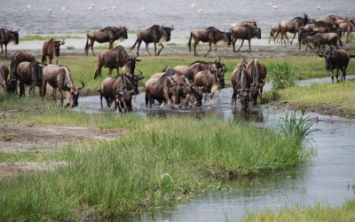 The Great Wildebeest Migration: Africa’s Most Spectacular Natural Show