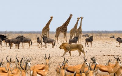 Big Five or Big Nine? Our Different Perspective on Africa’s Wildlife
