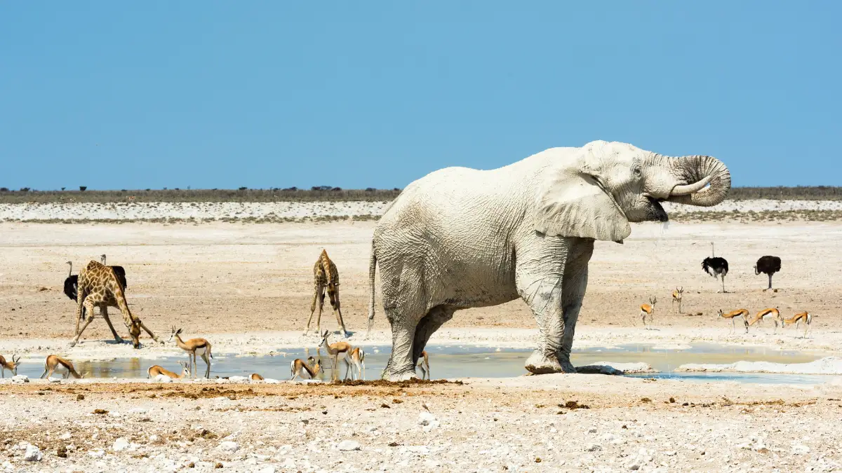 Moringa Namibie
