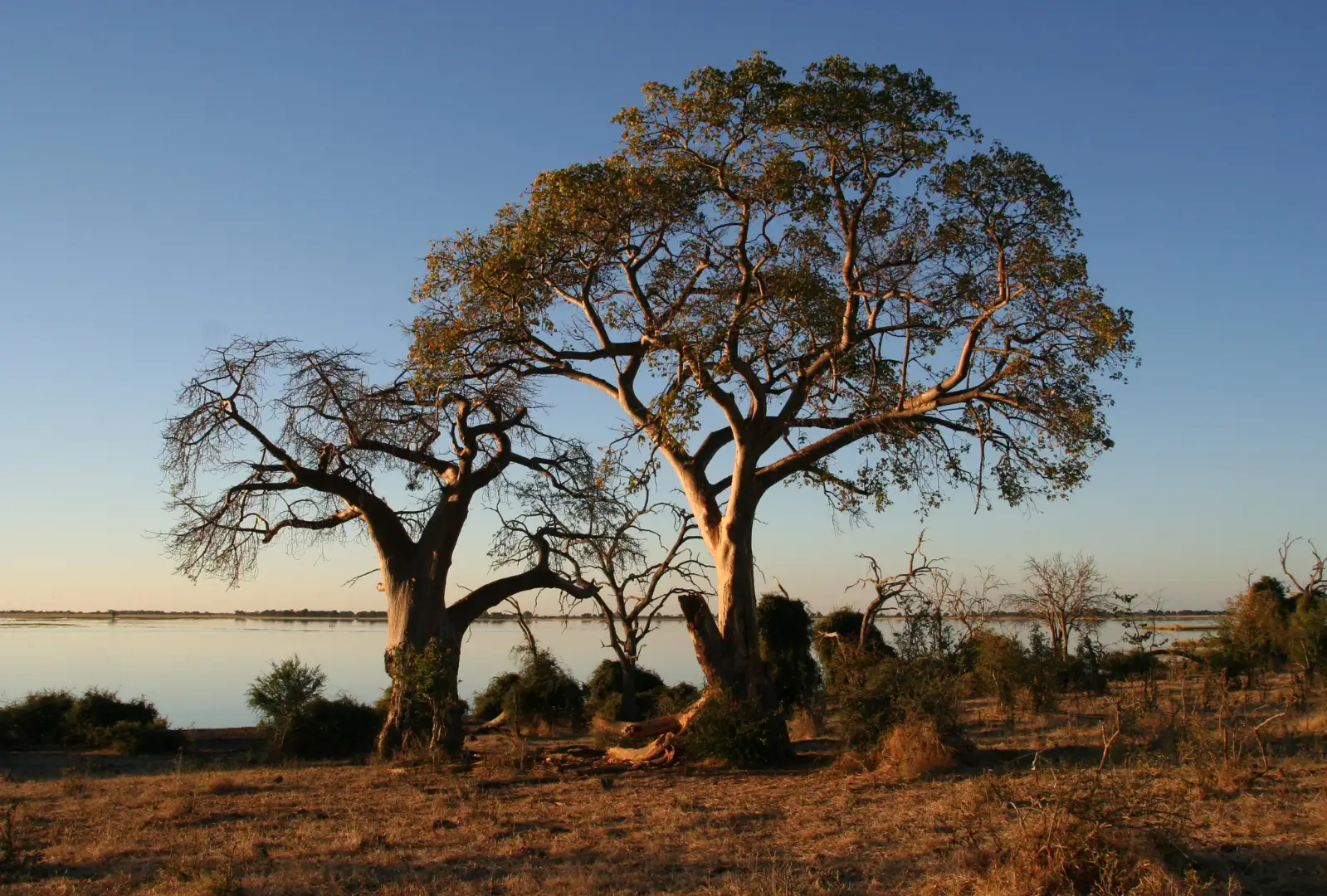 leopard-tanzanie-safari-decouverte-voyage