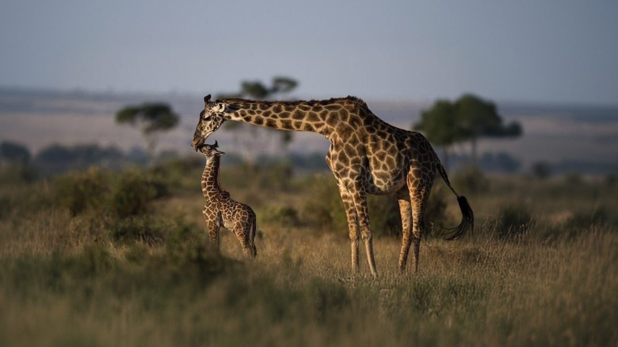 famille de girafe au parc tarangire