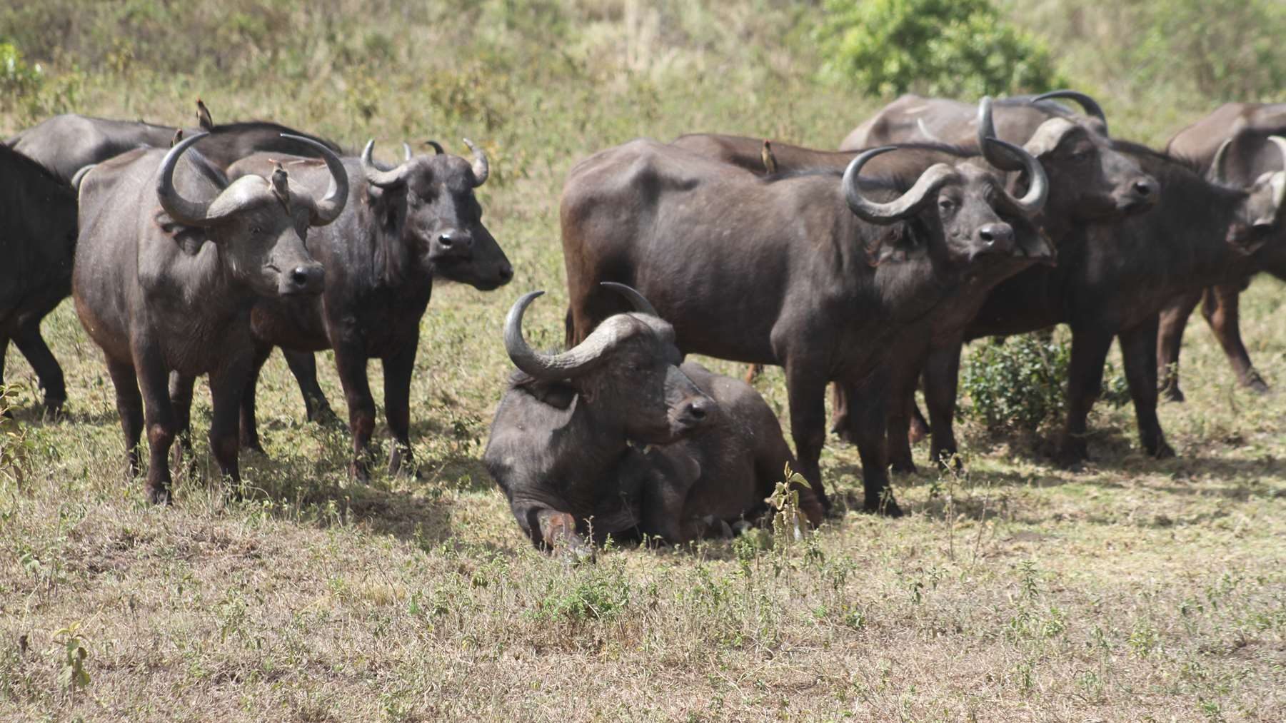 buffle-parc-national-arusha-tanzanie-safari