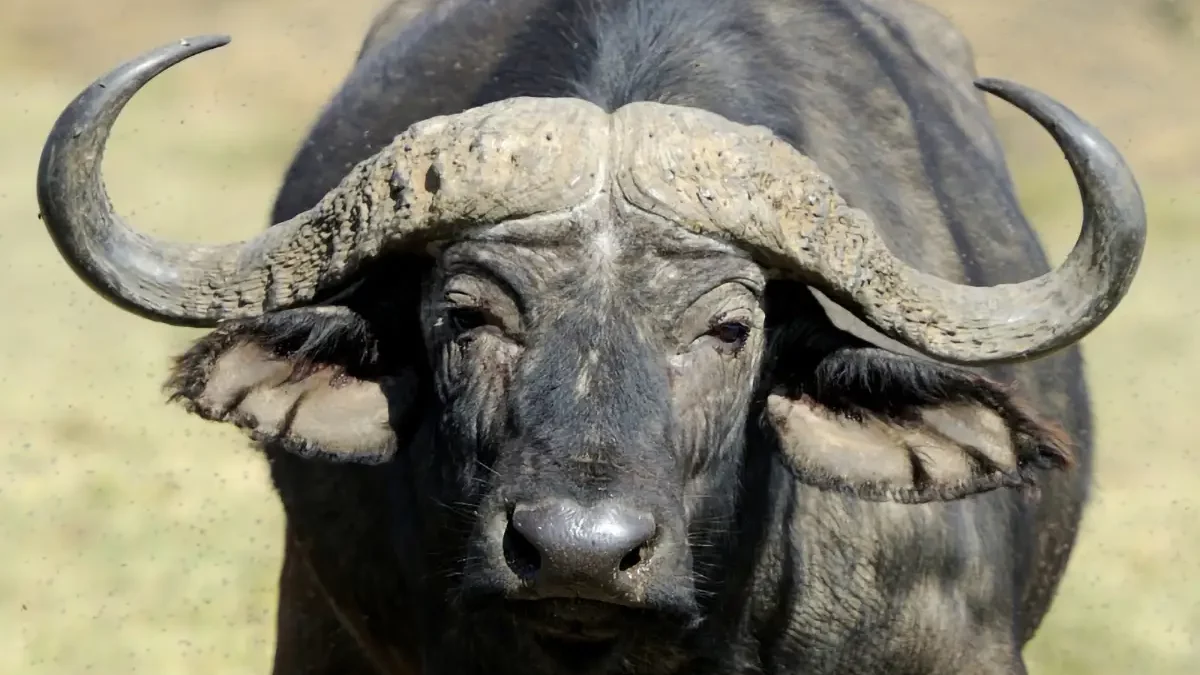 buffle qui regarde la camera au milieu de la savane