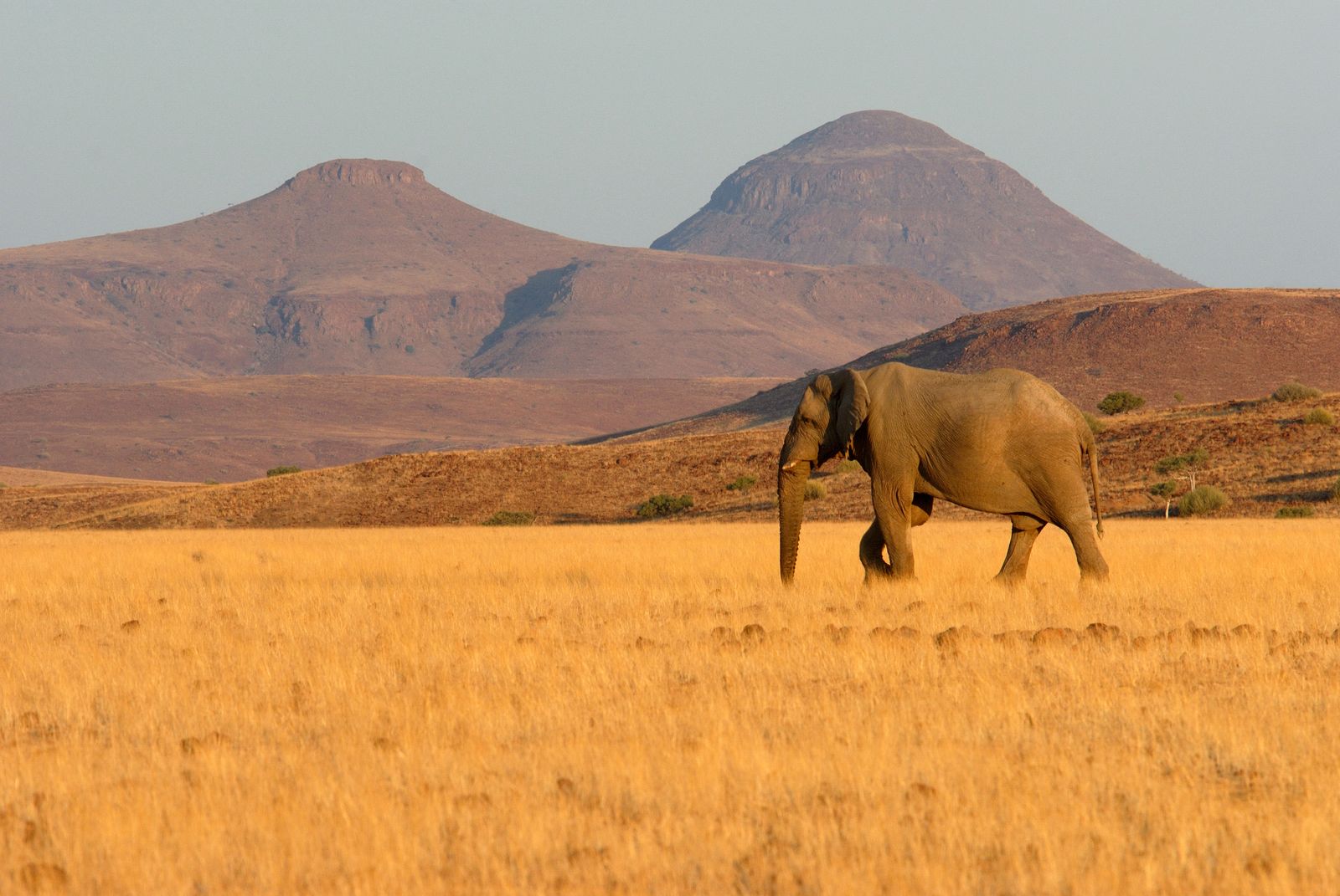Elephant desert